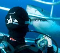 Shark Cage Diving
